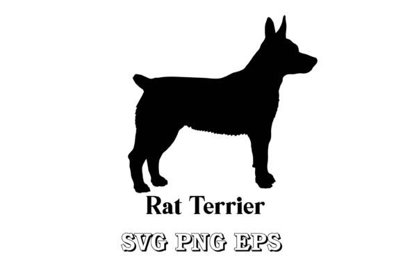 Rat Terrier